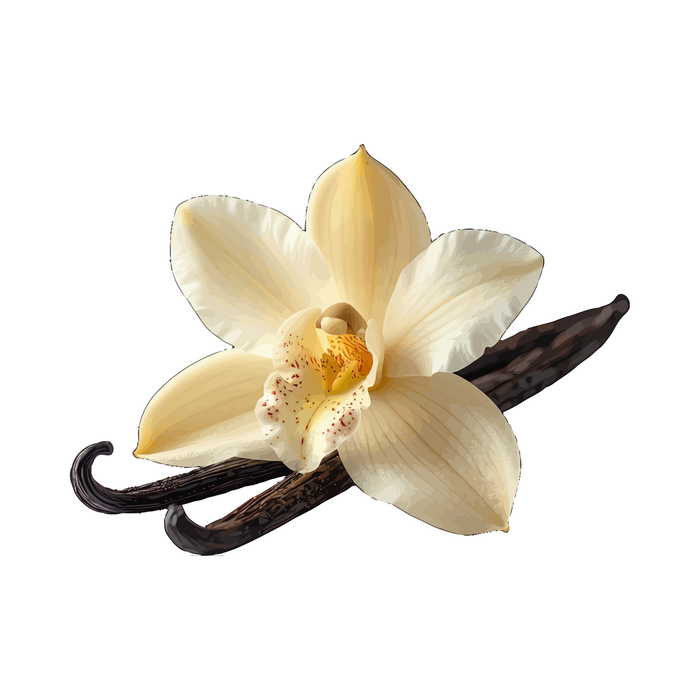Vanilla