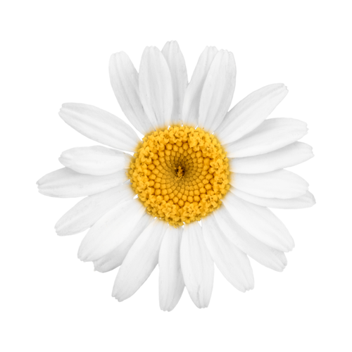 Chamomile Essential Oil