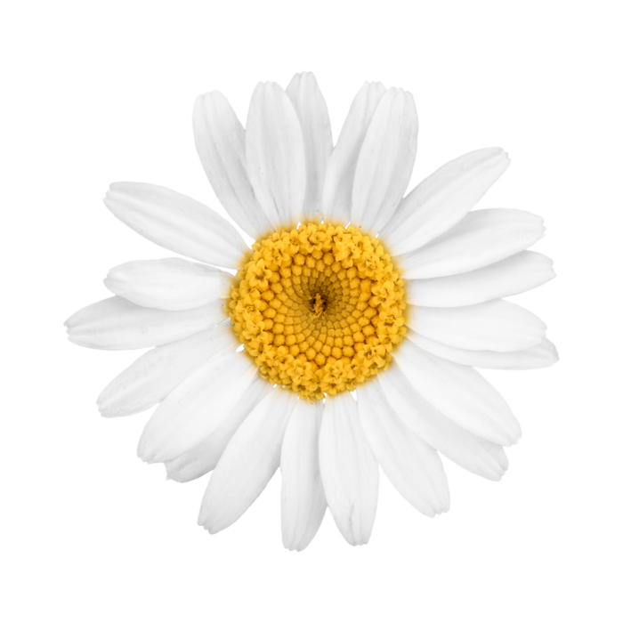 Chamomile