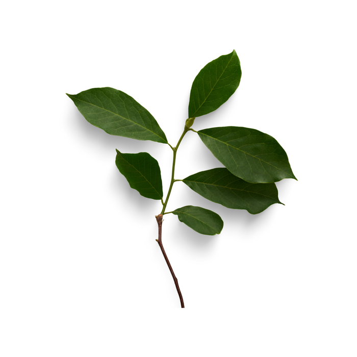 Gurjun Balsam Essential Oil