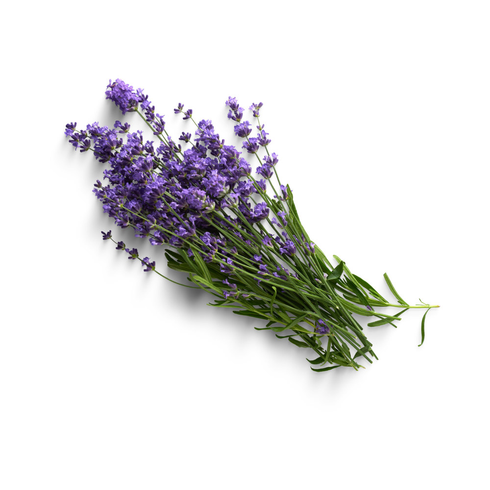 Lavender Fragrance Oil