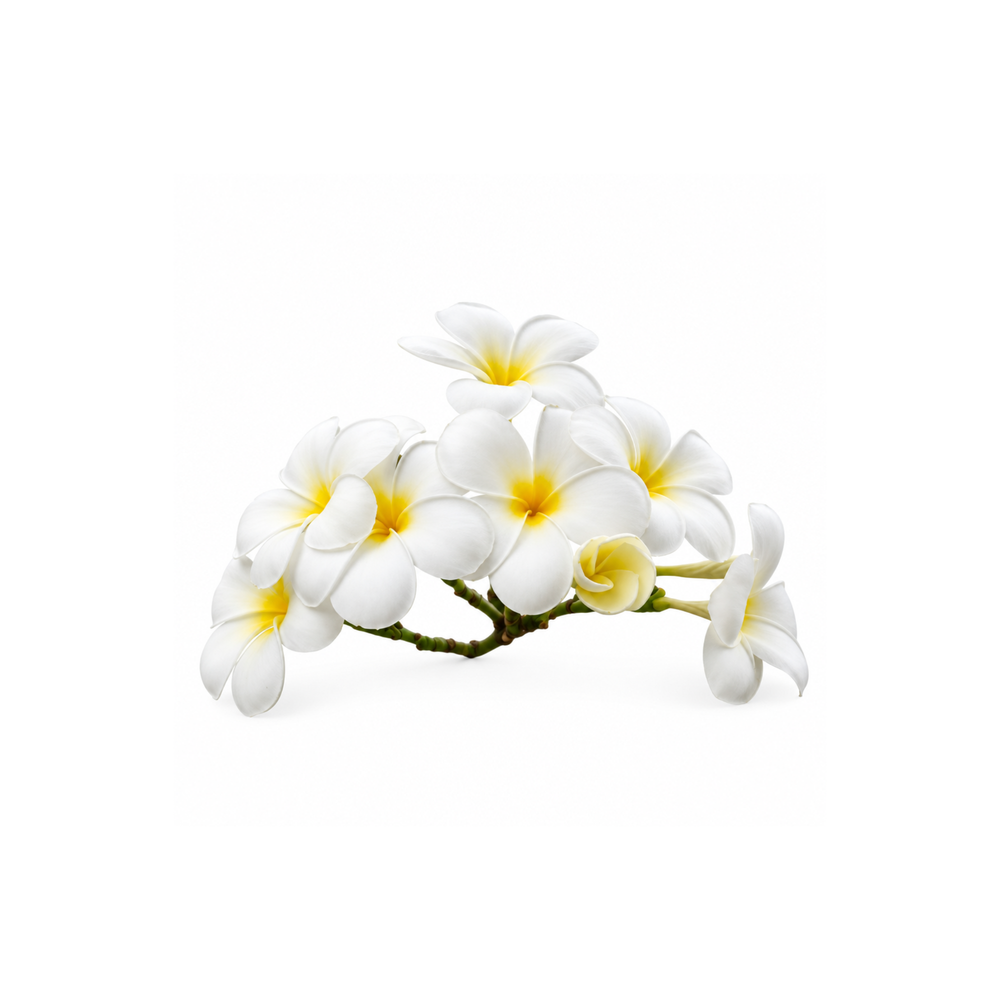Naag Champa Fragrance Oil