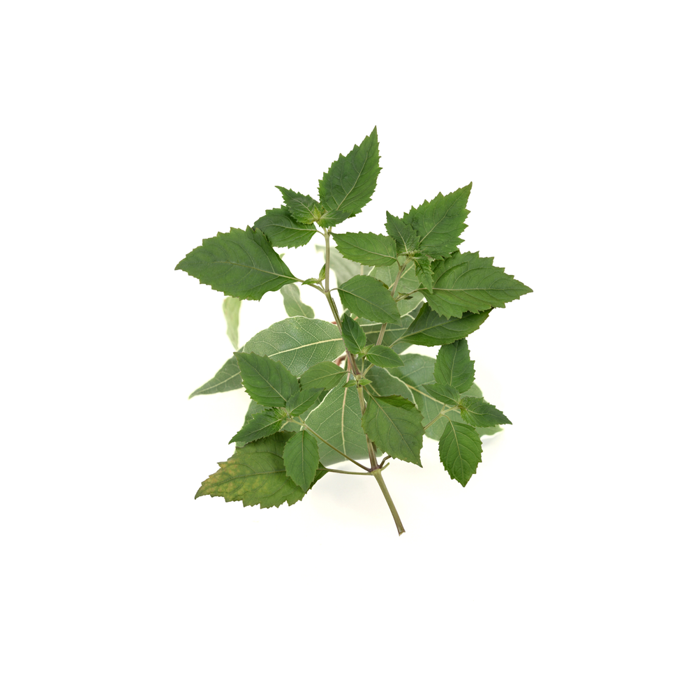 Patchouli Essential Oil