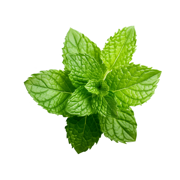 Peppermint Essential Oil