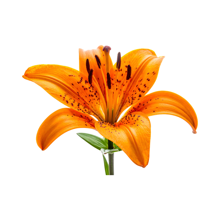 Wild Lily Fragrance Oil