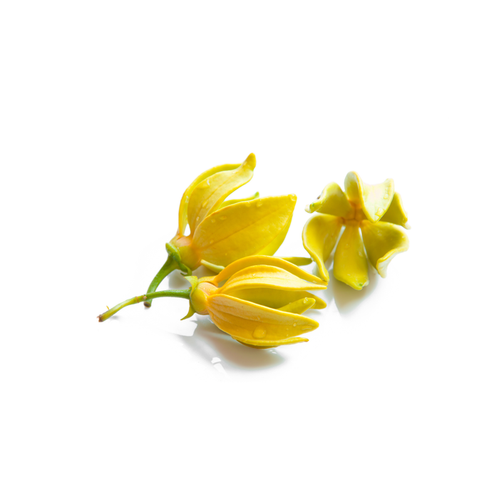 Ylang-Ylang Essential Oil