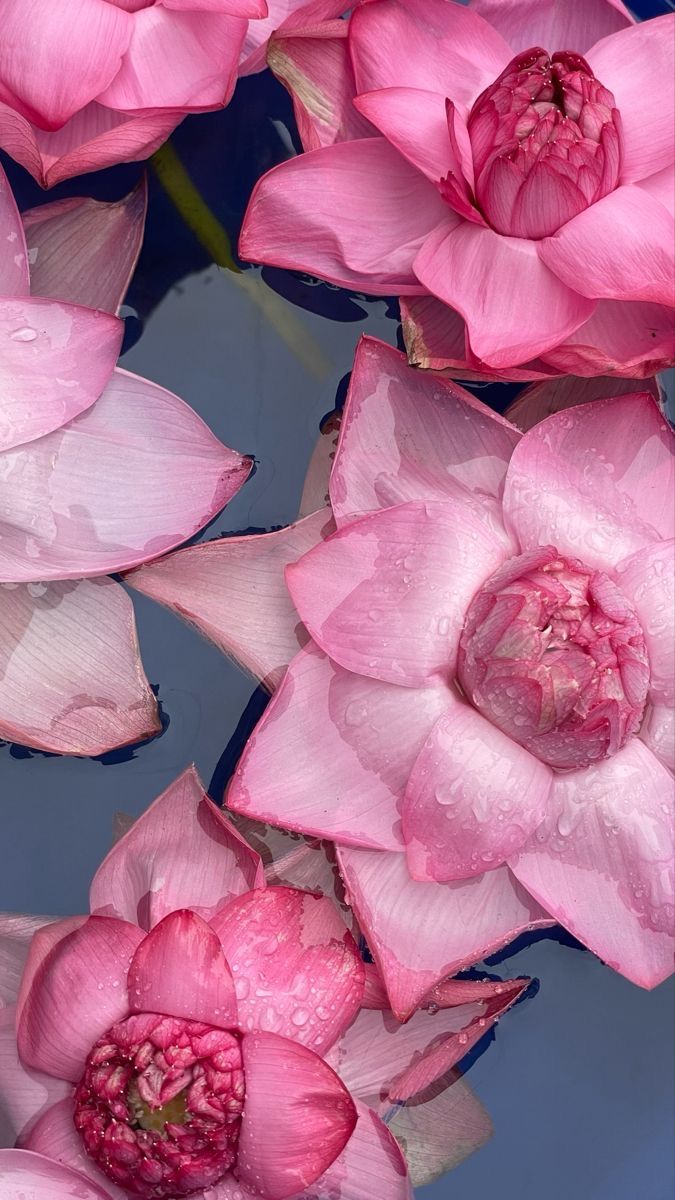 Lotus, Scents of India by Amore Candles